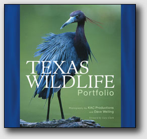 Texas Wildlife Portfolio